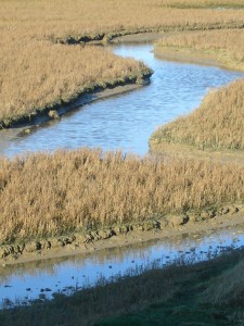 Rye Harbour Nature Reserve